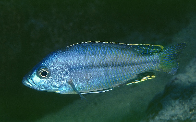 Protomelas spilopterus 'Mdoka'